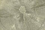 Pyrite Sun - Sparta, Illinois #180652-1